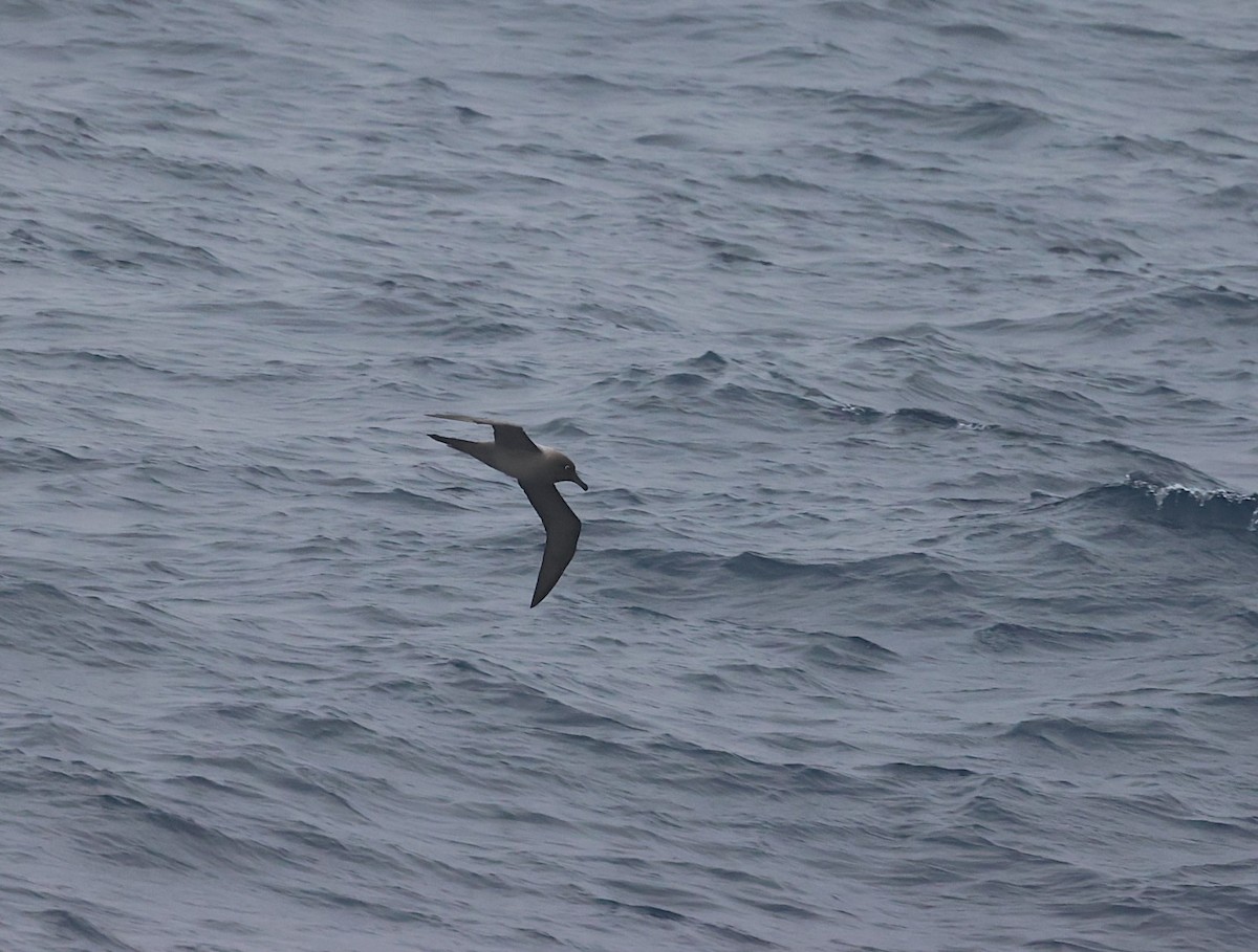 Graumantelalbatros - ML631378206