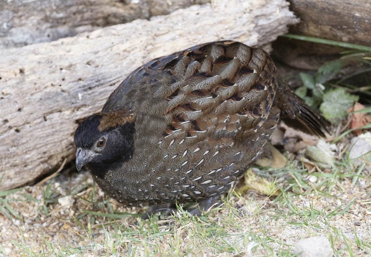 Black-fronted Wood-Quail - ML631378339