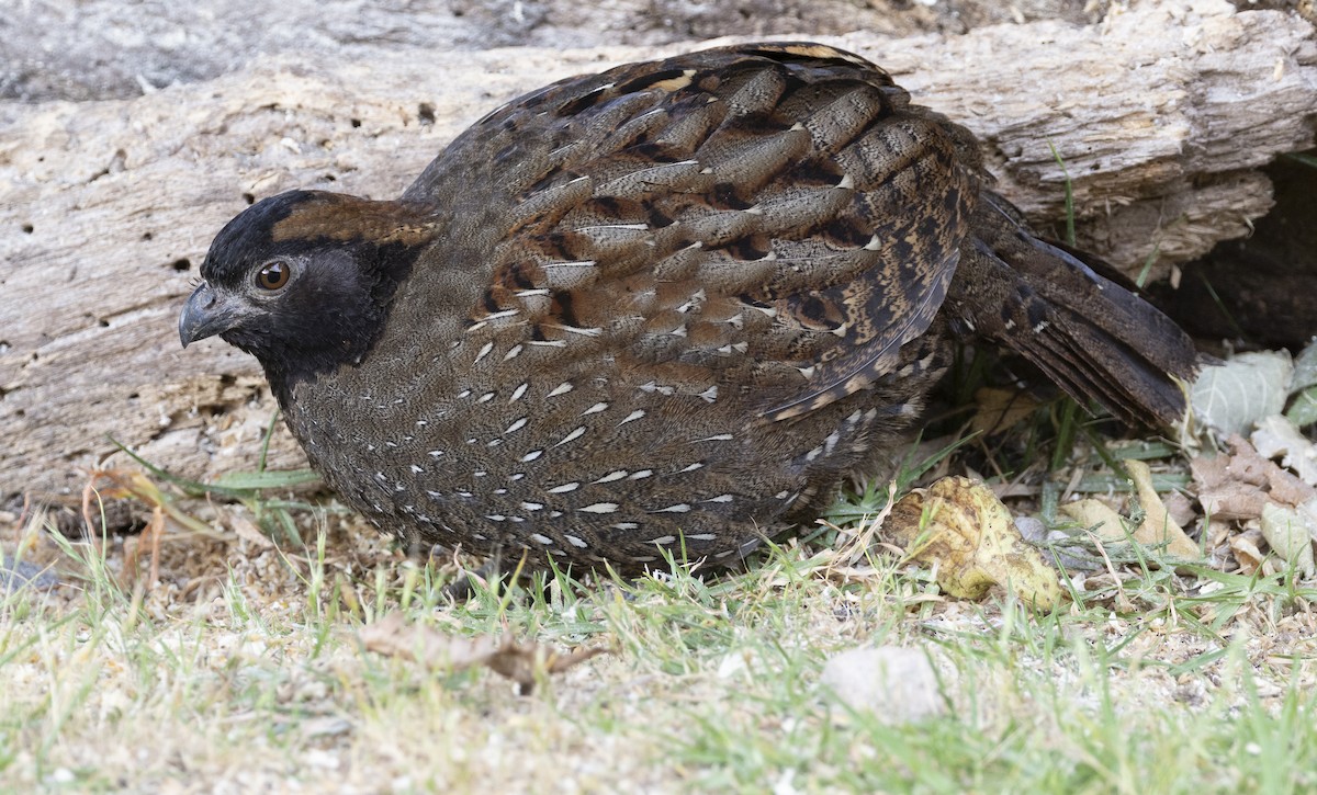 Black-fronted Wood-Quail - ML631378340