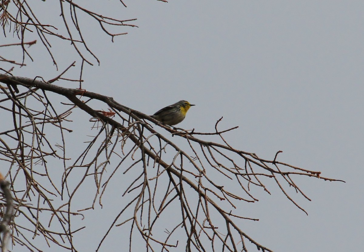 Grace's Warbler - ML631378350