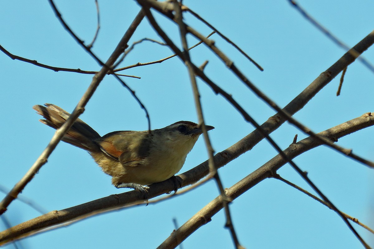 Rufous-fronted Thornbird (Rufous-fronted) - ML631378412