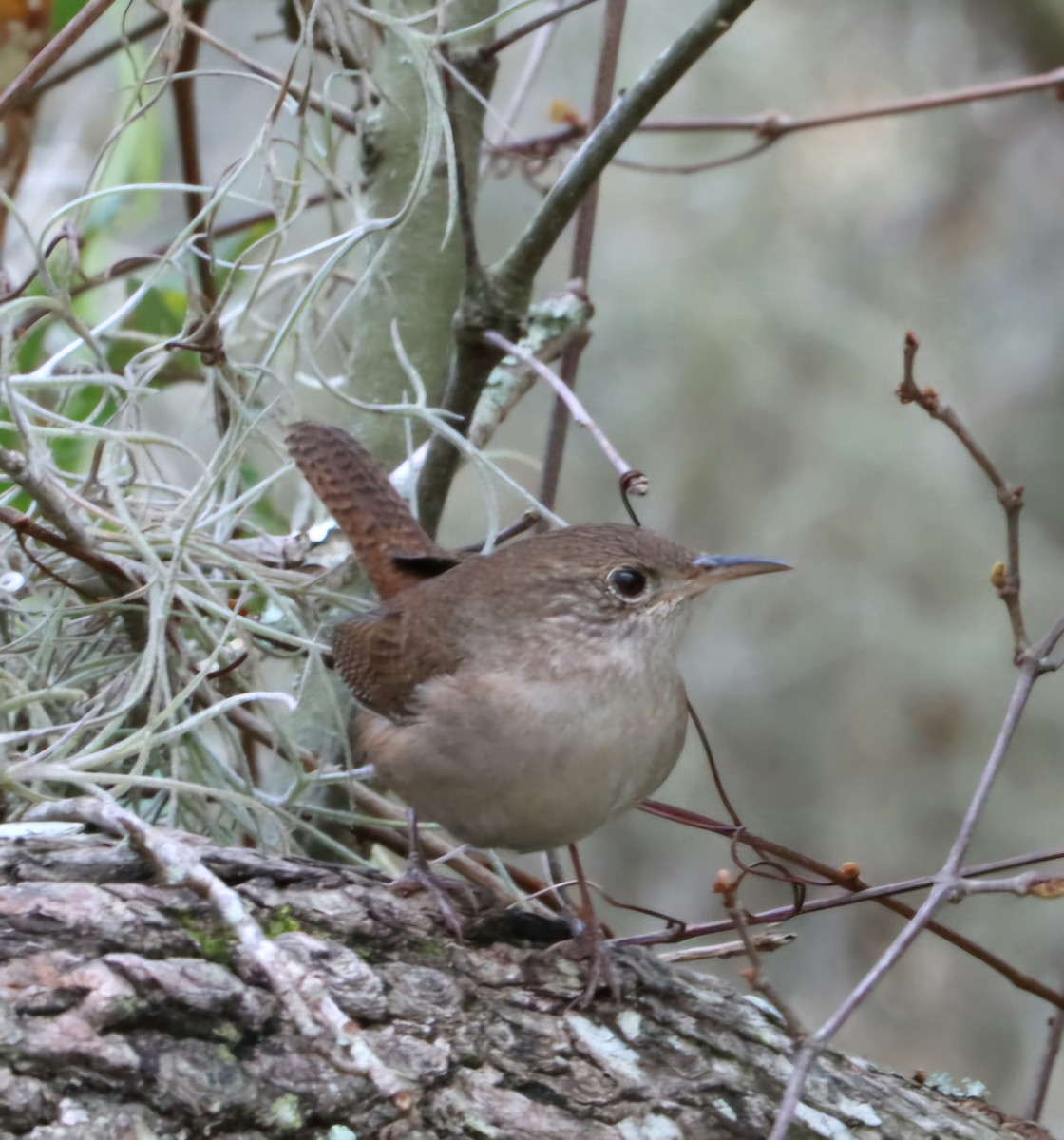 Northern House Wren - ML631379243