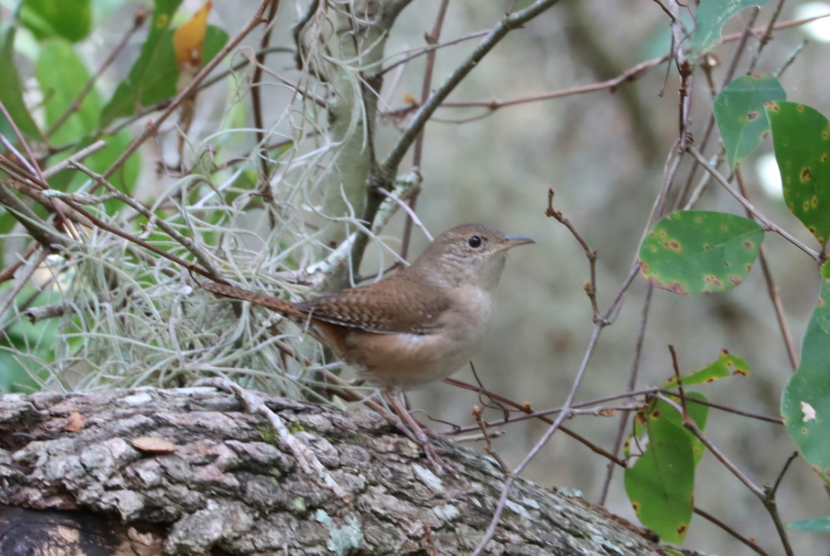 Northern House Wren - ML631379244