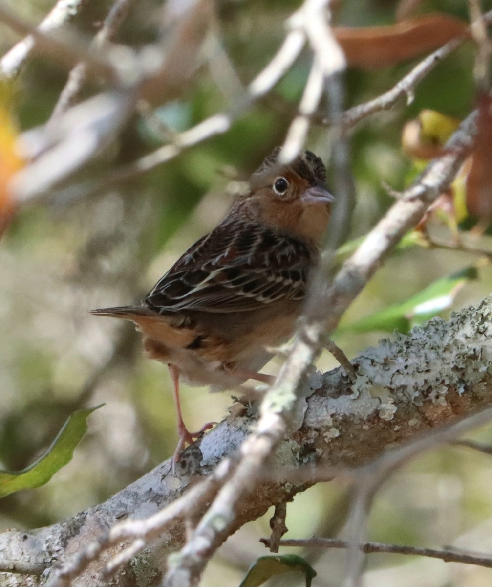 Grasshopper Sparrow - ML631379260