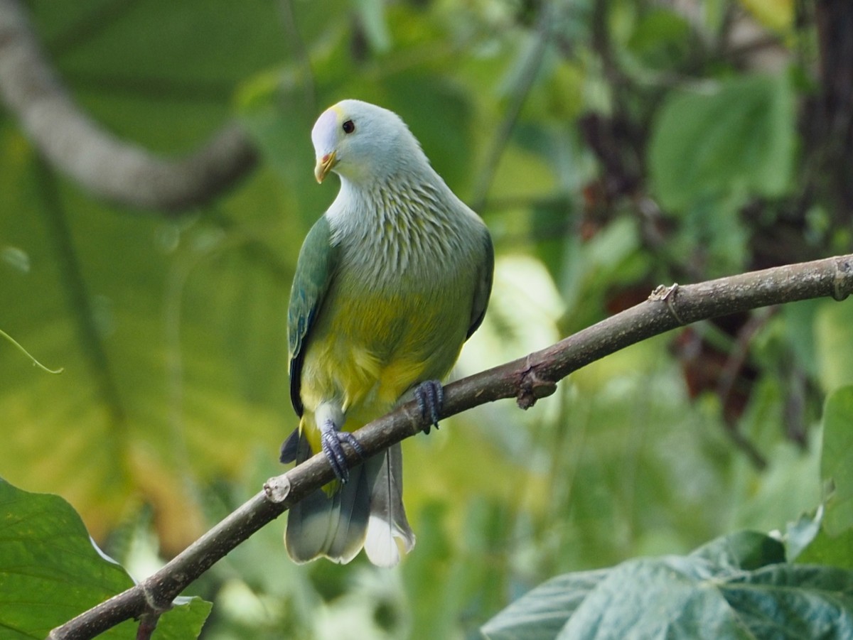 Raiatea Fruit-Dove - ML631379264