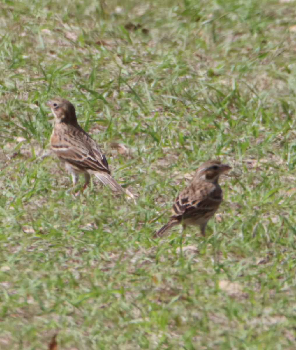 Vesper Sparrow - ML631379268