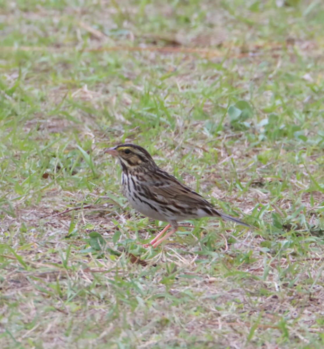 Savannah Sparrow - ML631379272