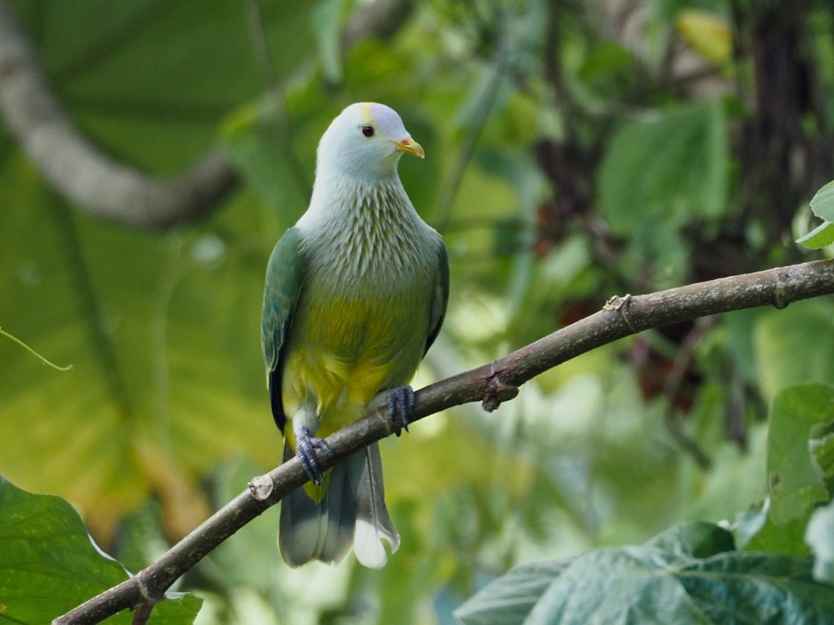 Raiatea Fruit-Dove - ML631379277