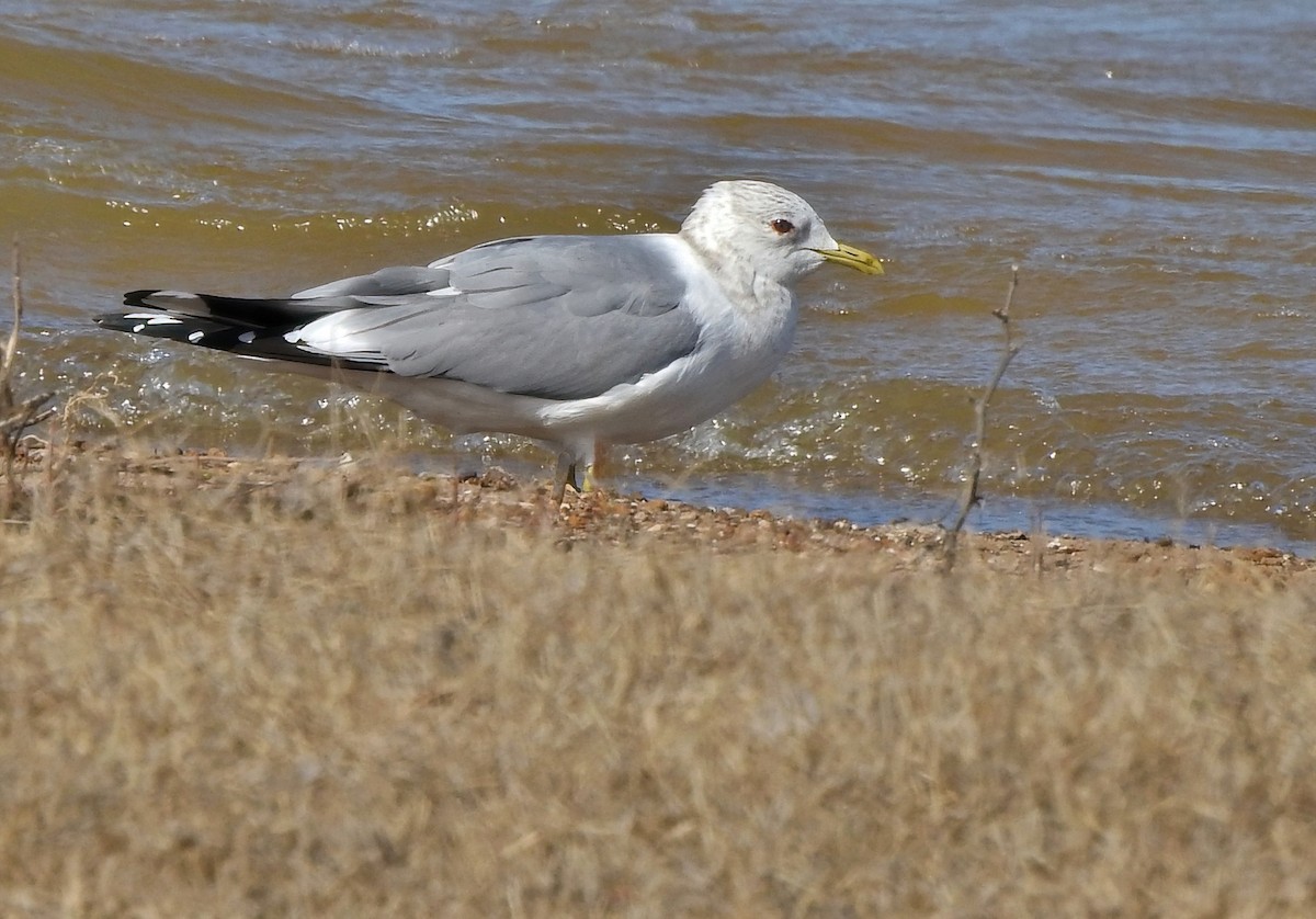 Short-billed Gull - ML631379381