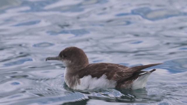 Fluttering Shearwater - ML631379393