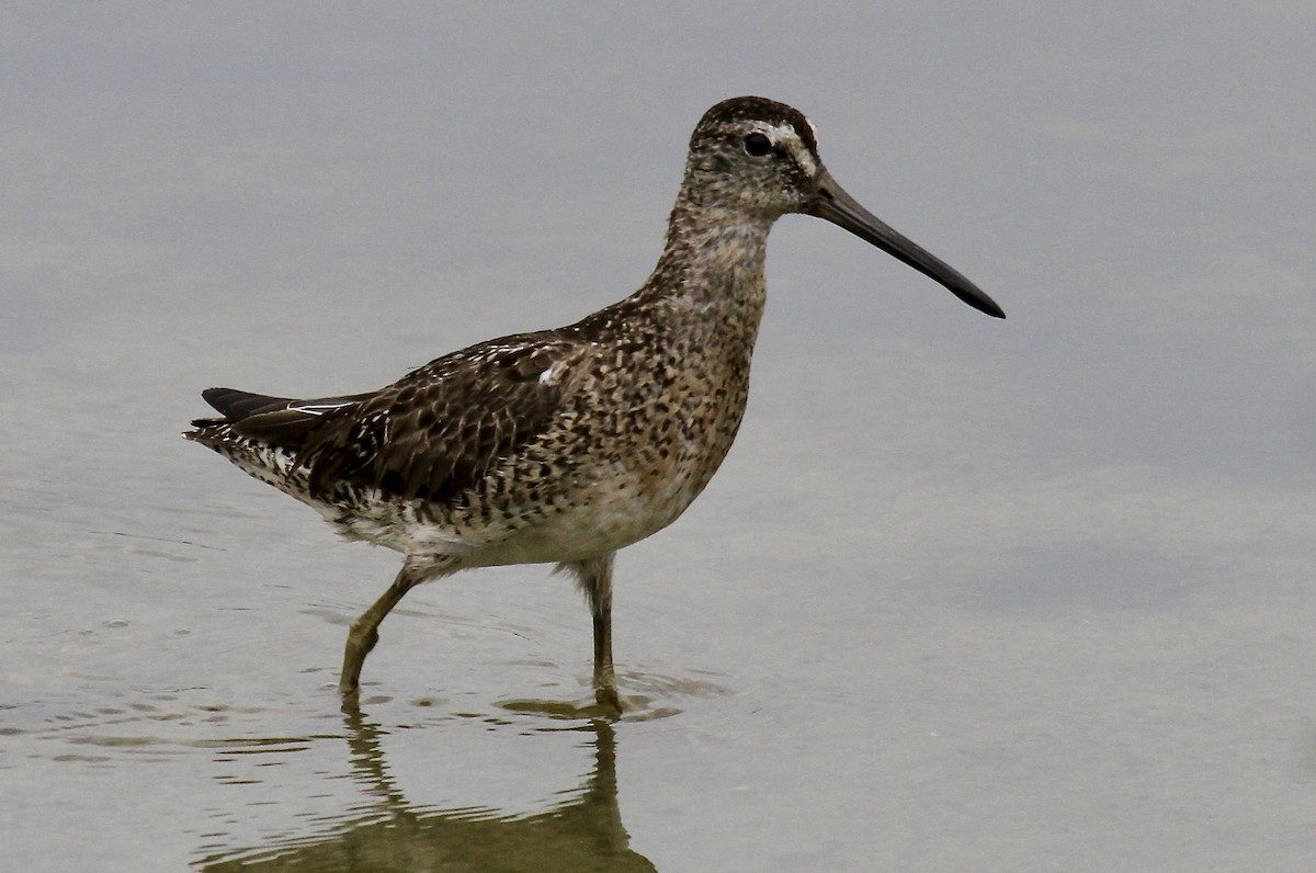 Short-billed Dowitcher - ML631379434