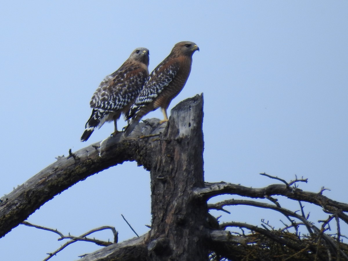 Red-shouldered Hawk (elegans) - ML631379510