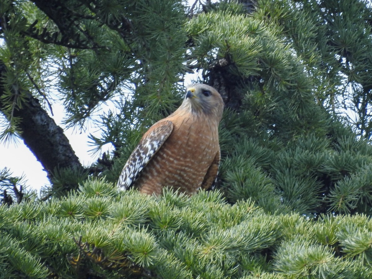 Red-shouldered Hawk (elegans) - ML631379511