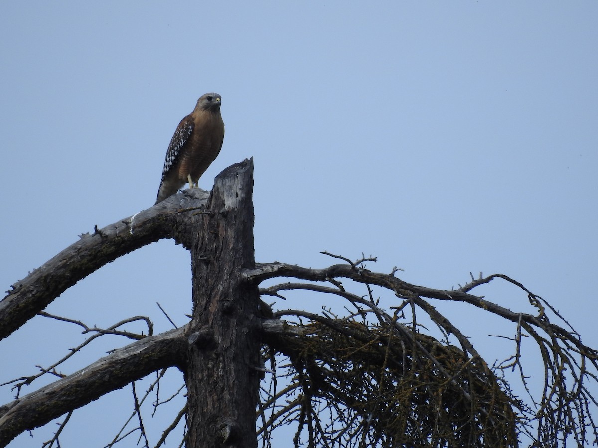 Red-shouldered Hawk (elegans) - ML631379512