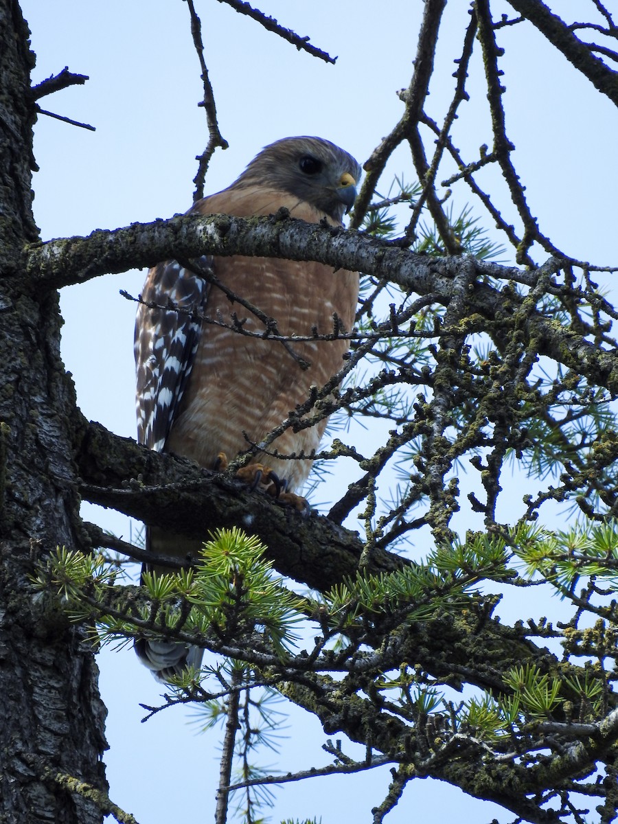 Red-shouldered Hawk (elegans) - ML631379513