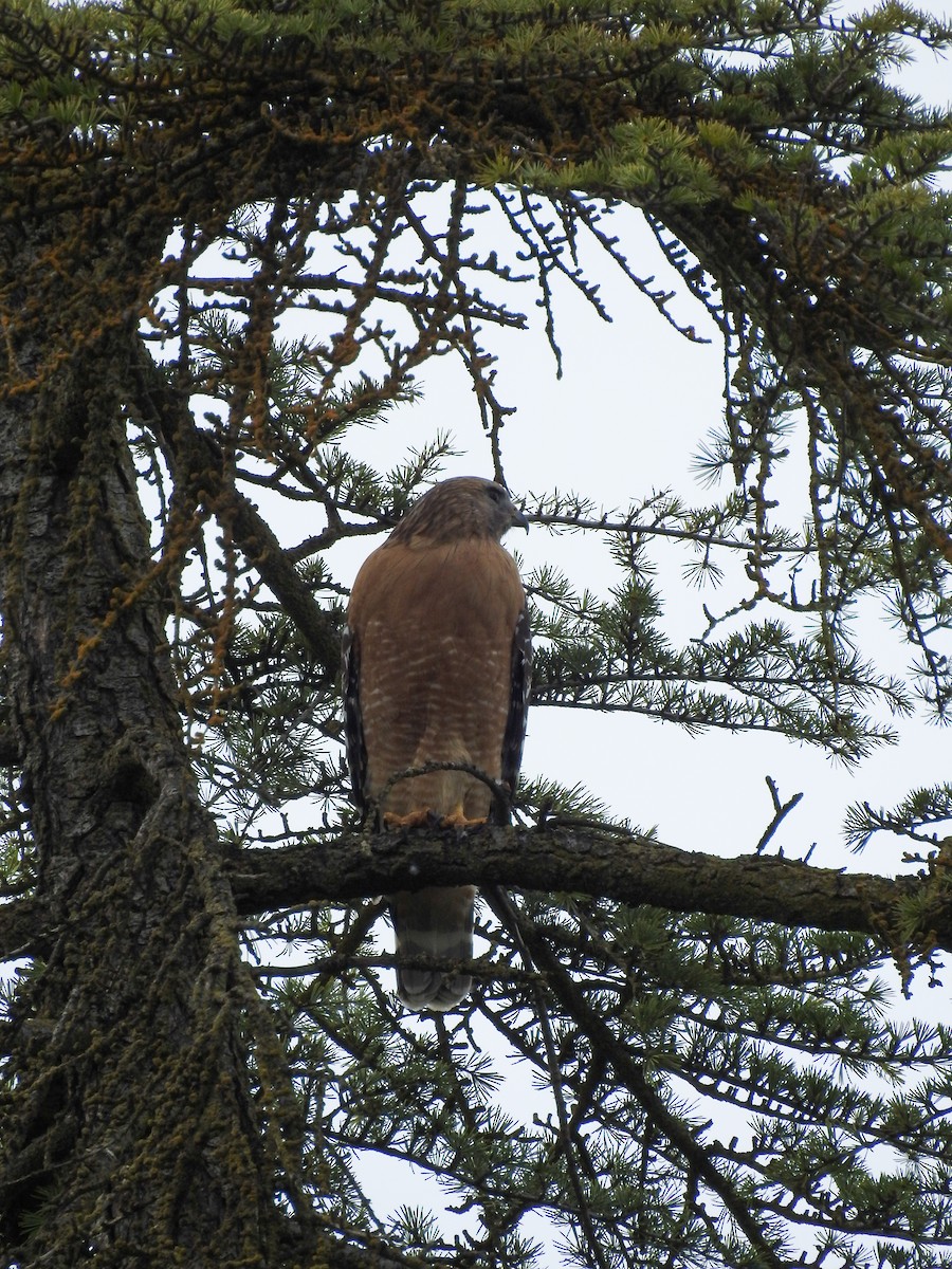 Red-shouldered Hawk (elegans) - ML631379514