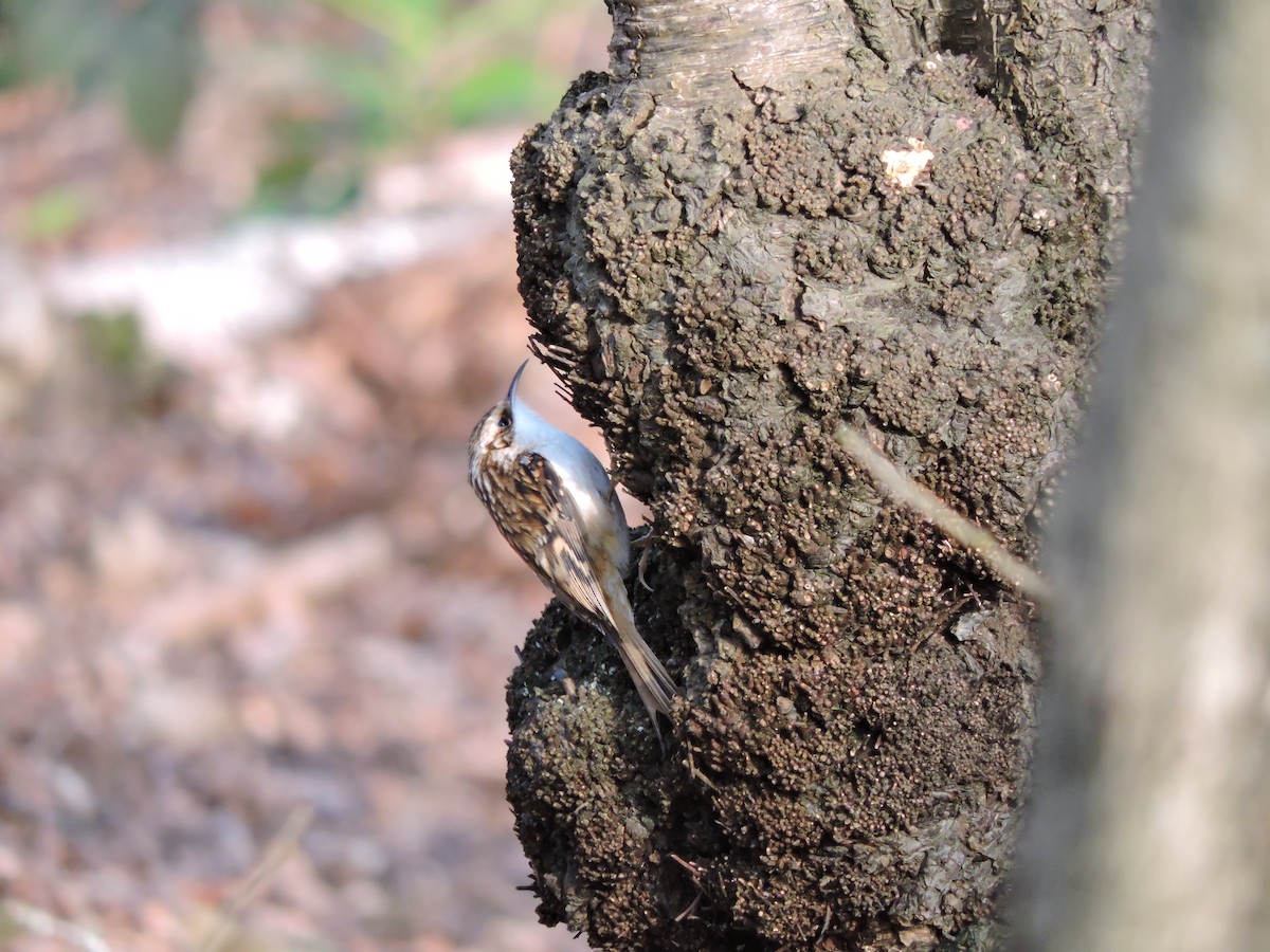 Eurasian Treecreeper - ML631379523