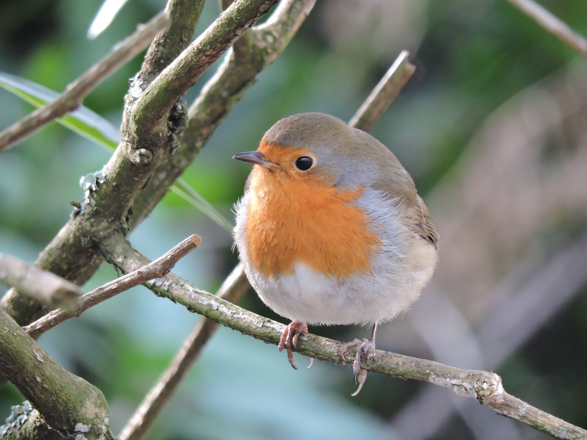 European Robin - ML631379560