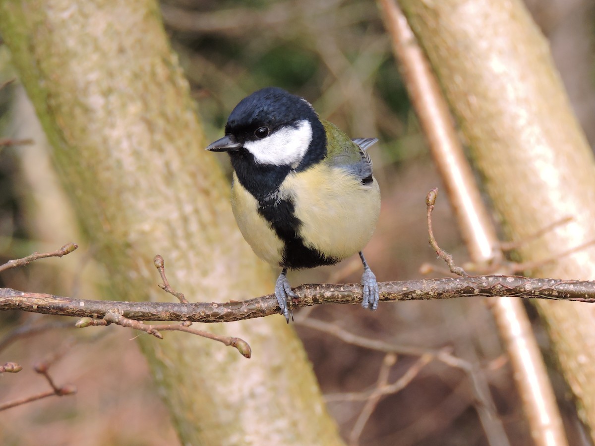 Great Tit - ML631379591