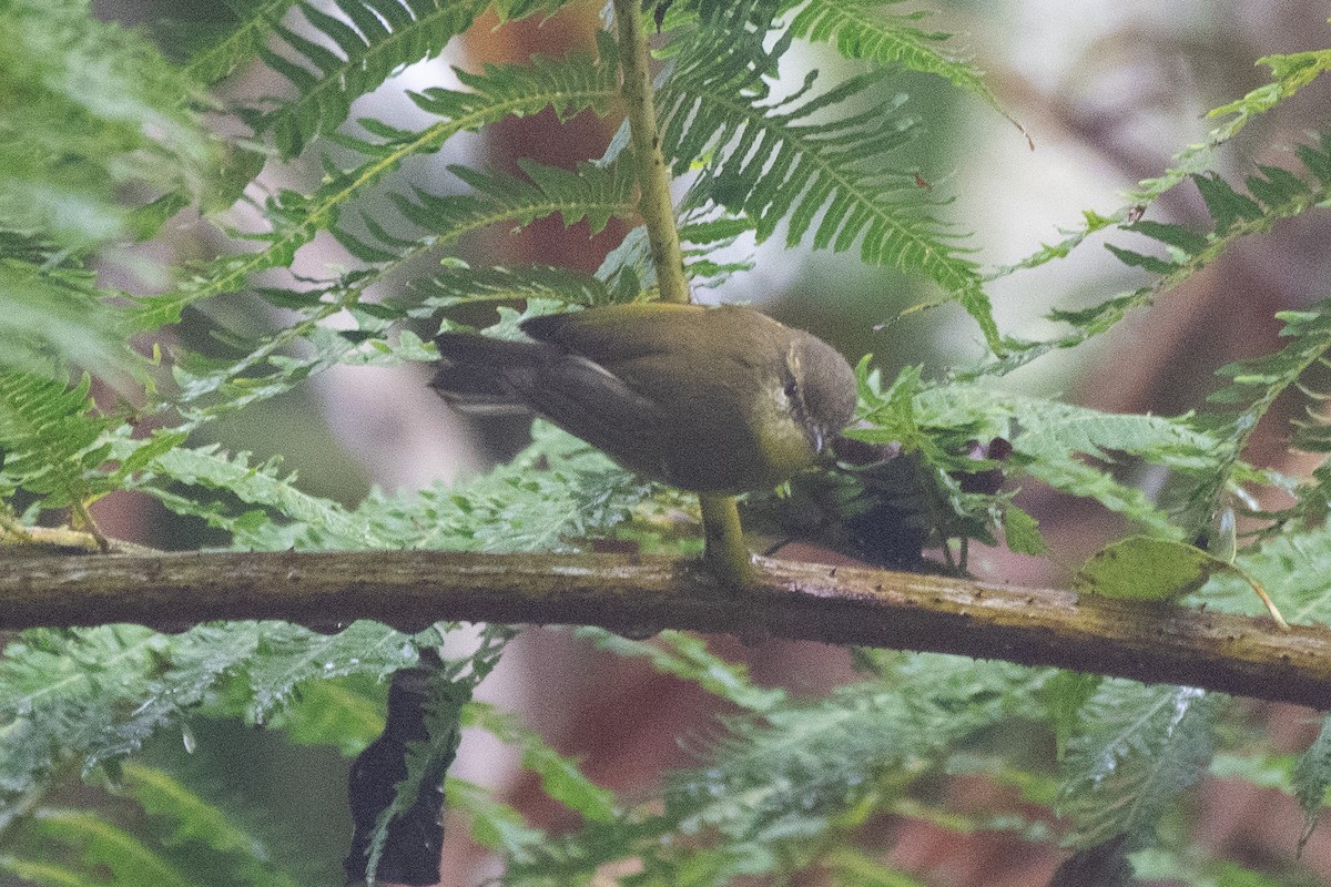 Negros Leaf Warbler - ML631379655