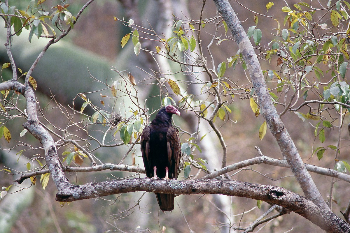 Turkey Vulture - ML631379720