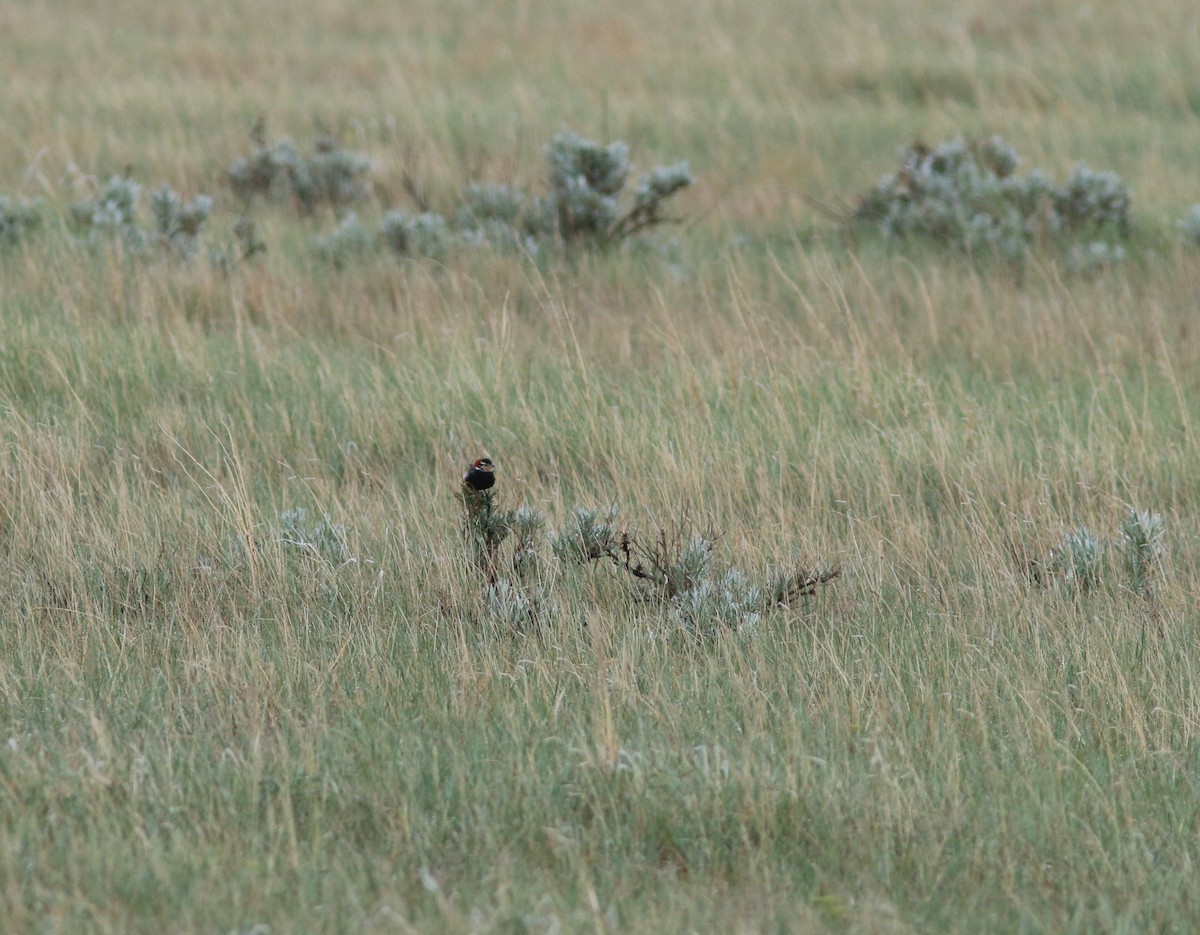 Chestnut-collared Longspur - ML631379736