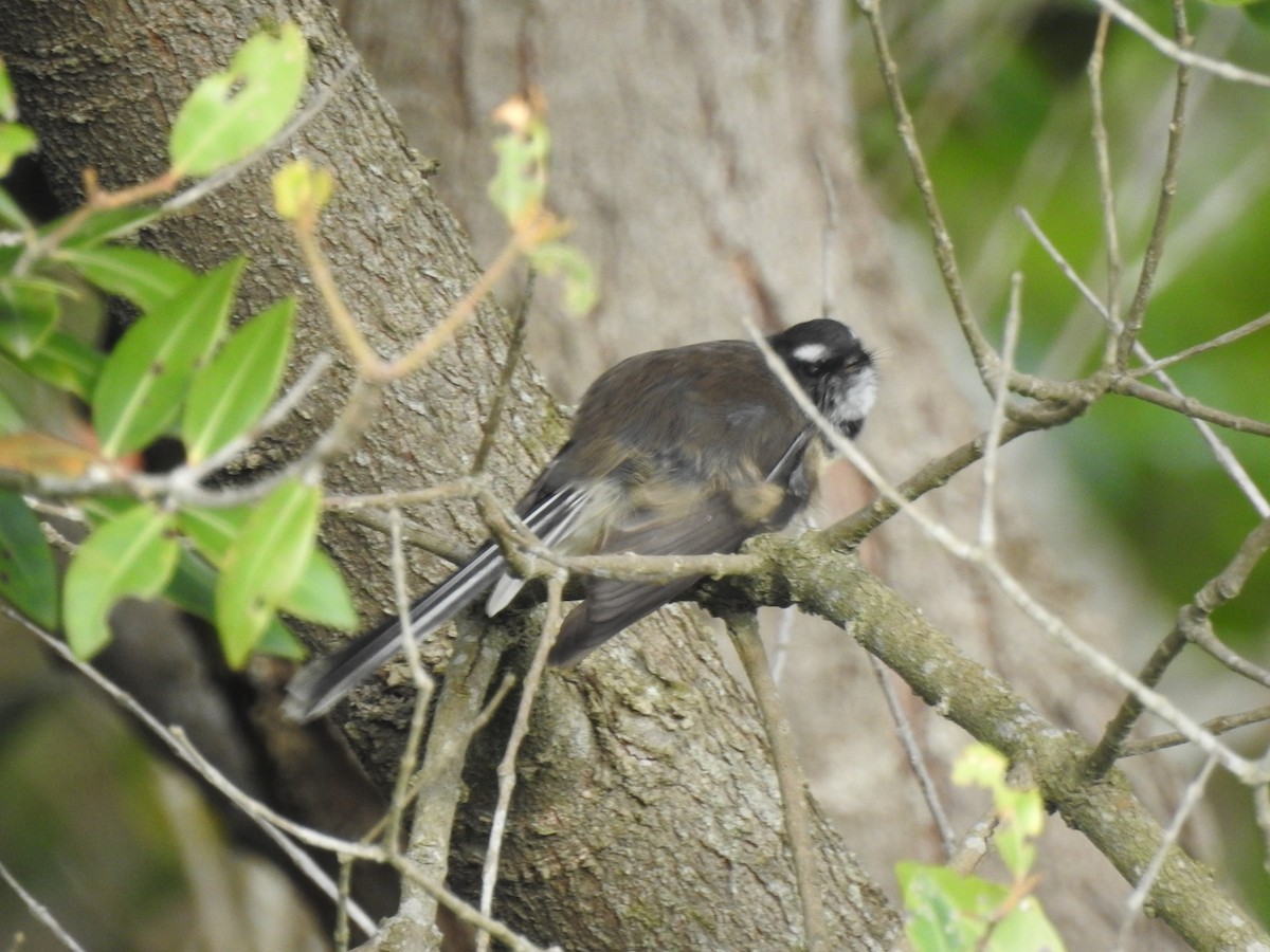 New Zealand Fantail - ML631379757