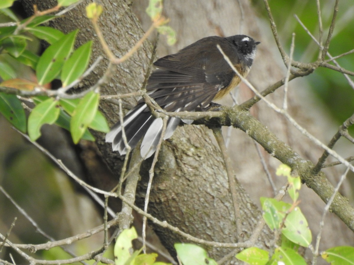 New Zealand Fantail - ML631379758