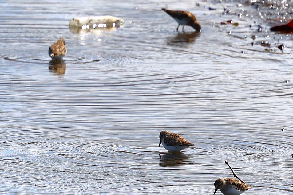 Least Sandpiper - ML631379807