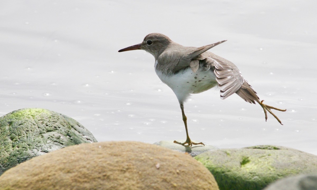 ביצנית נקודה - ML631379836