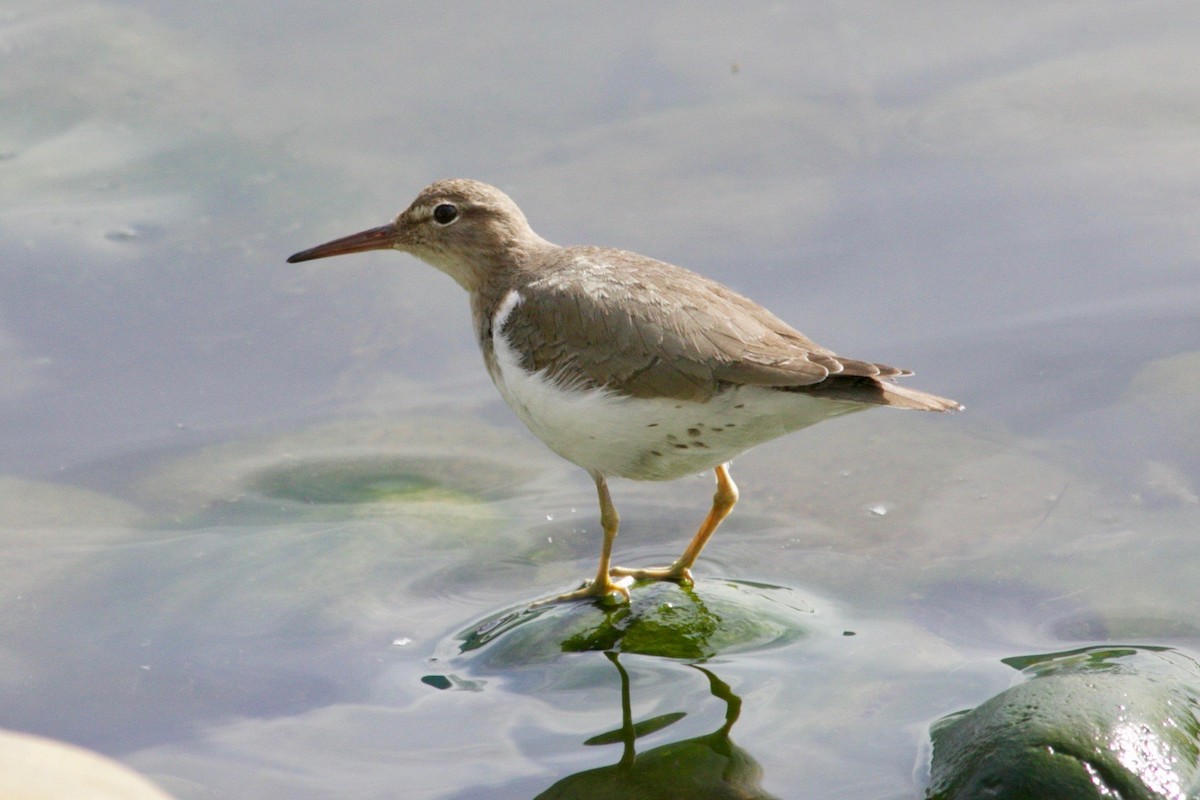 ביצנית נקודה - ML631379837
