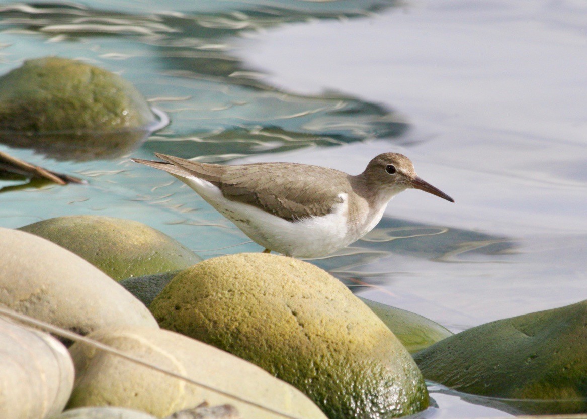 ביצנית נקודה - ML631379838