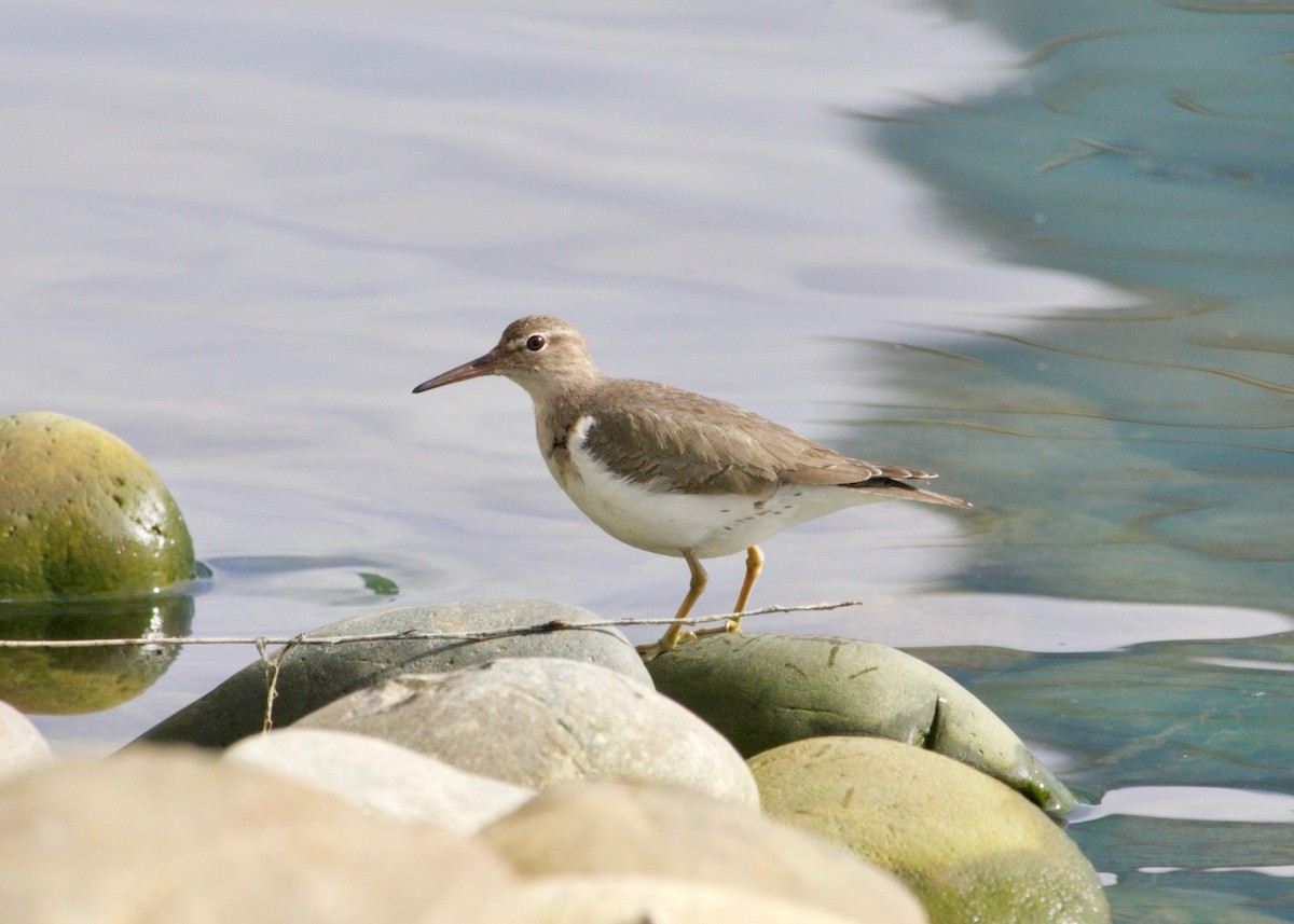 ביצנית נקודה - ML631379839