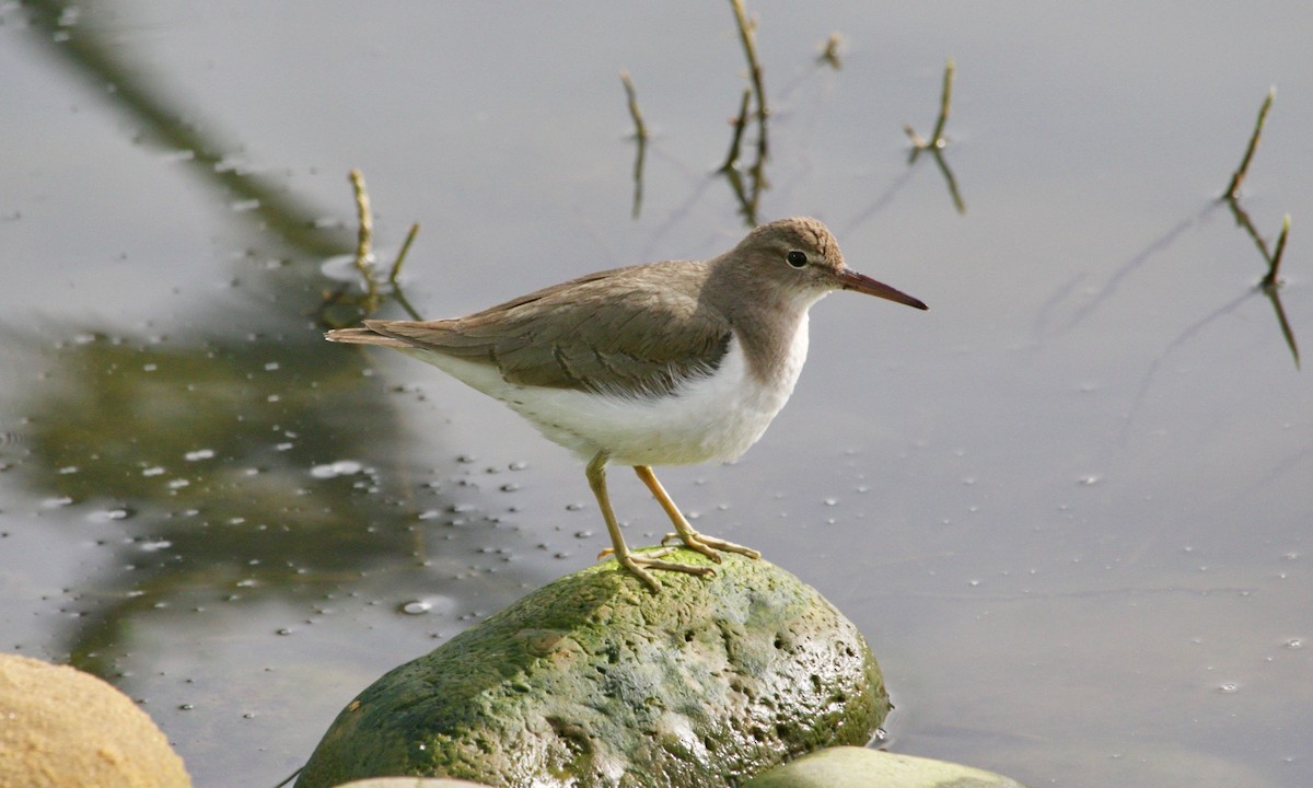 ביצנית נקודה - ML631379840