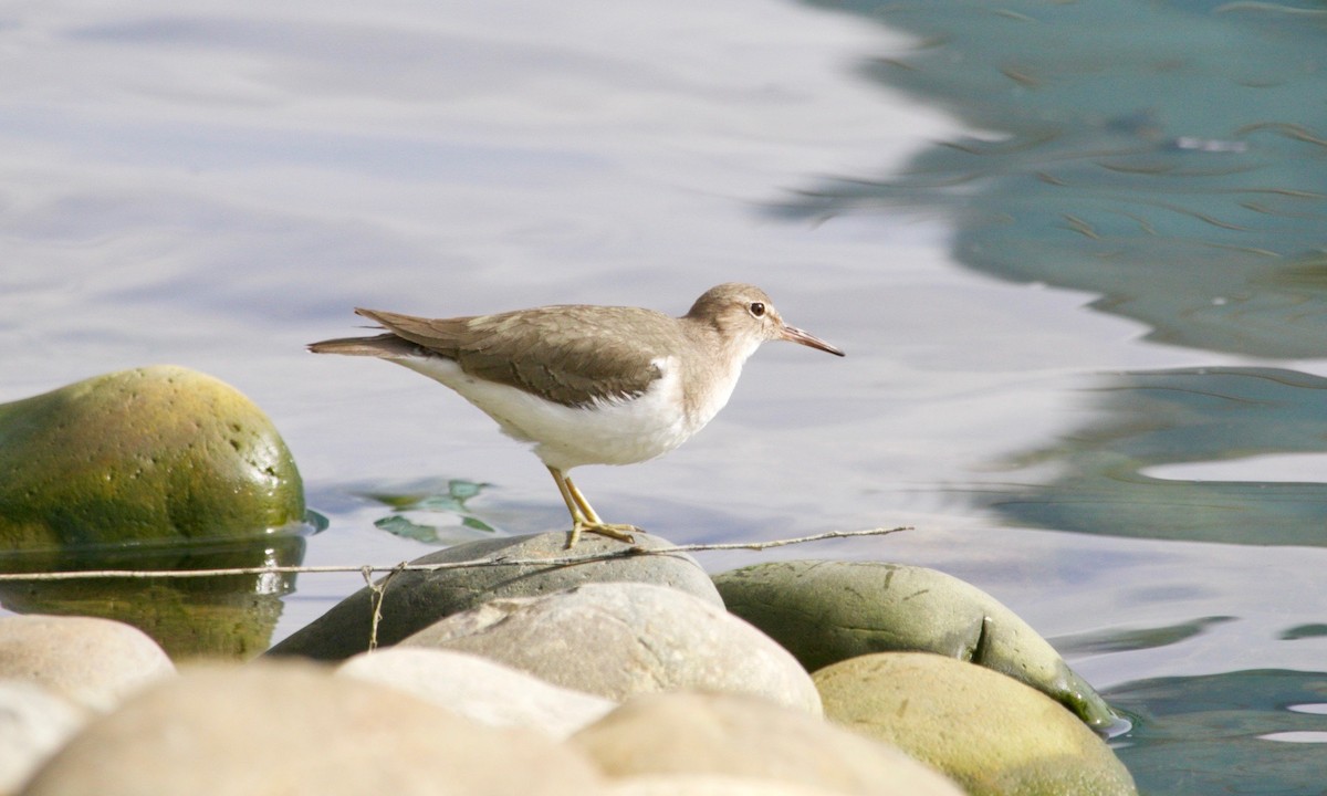 ביצנית נקודה - ML631379841