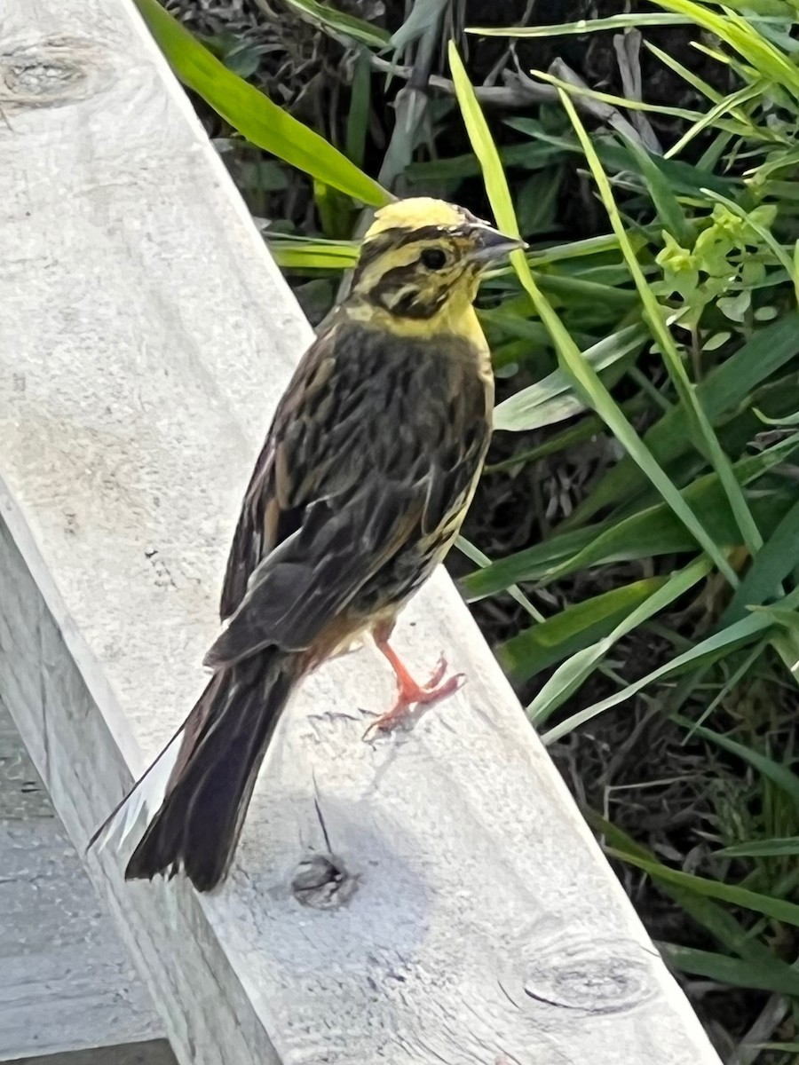 Yellowhammer - ML631379843