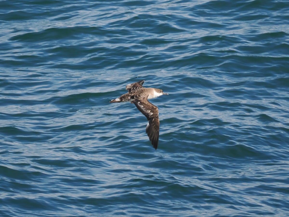 Great Shearwater - ML631379965