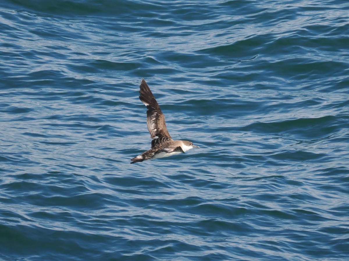 Great Shearwater - ML631379966