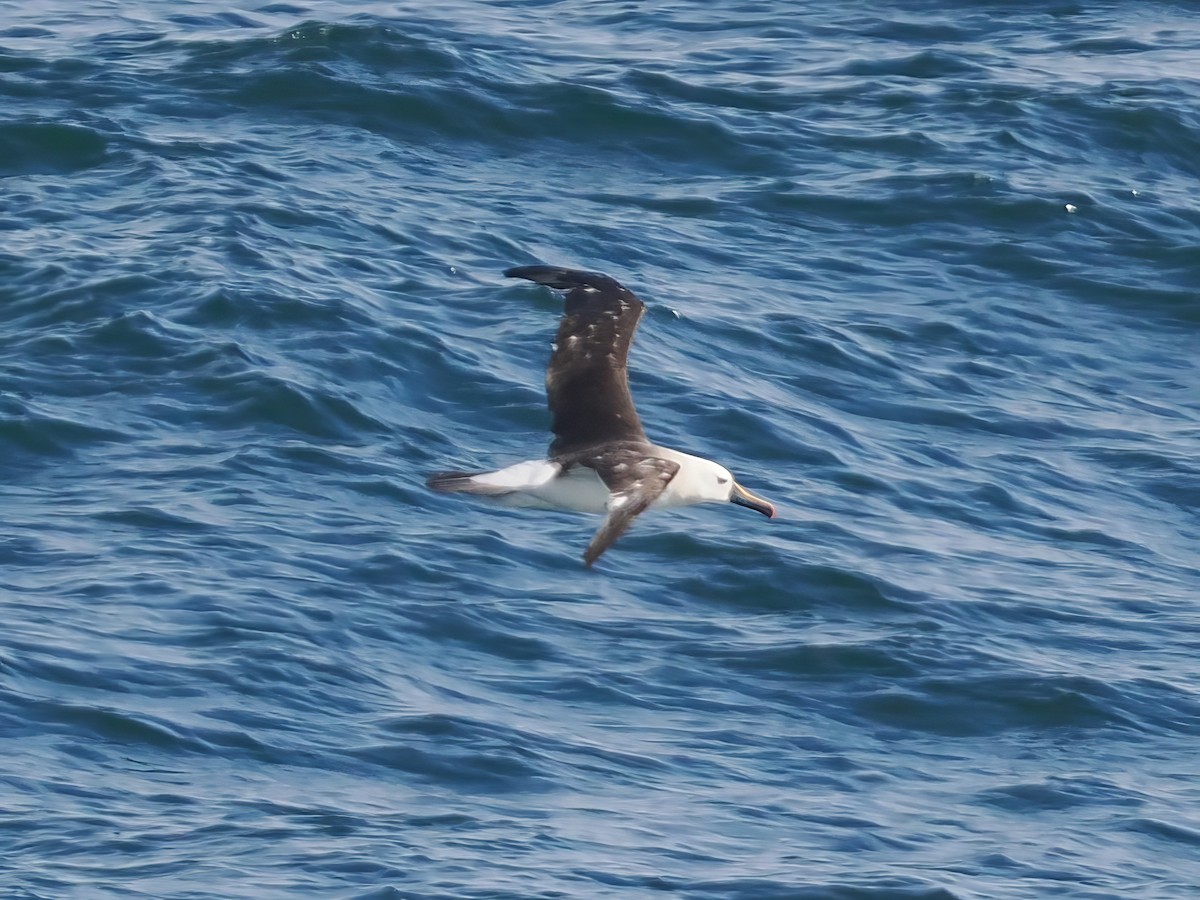 Atlantic Yellow-nosed Albatross - ML631380007