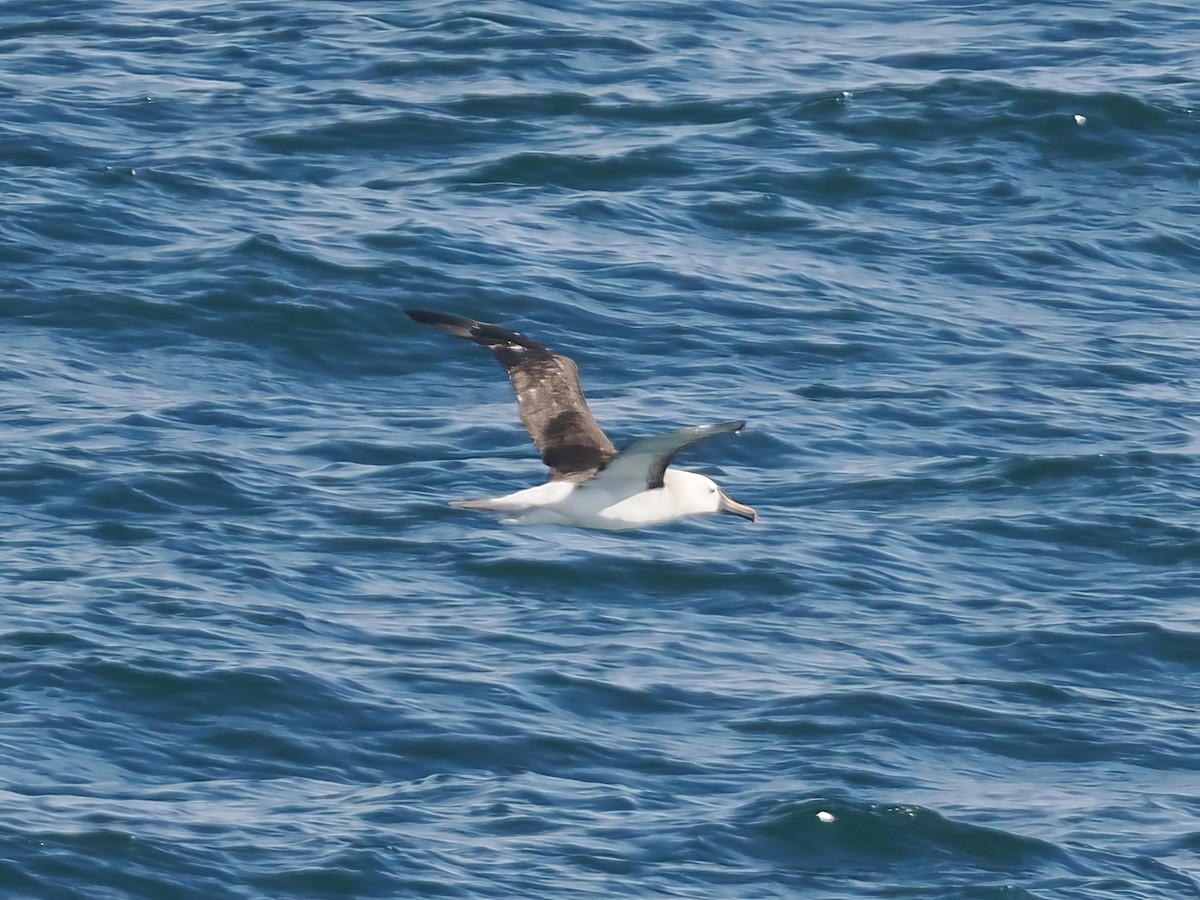 Atlantic Yellow-nosed Albatross - ML631380008