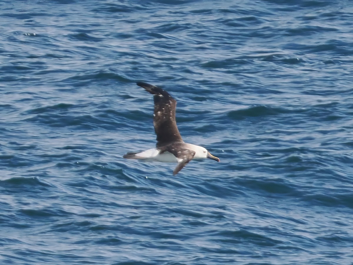Atlantic Yellow-nosed Albatross - ML631380009