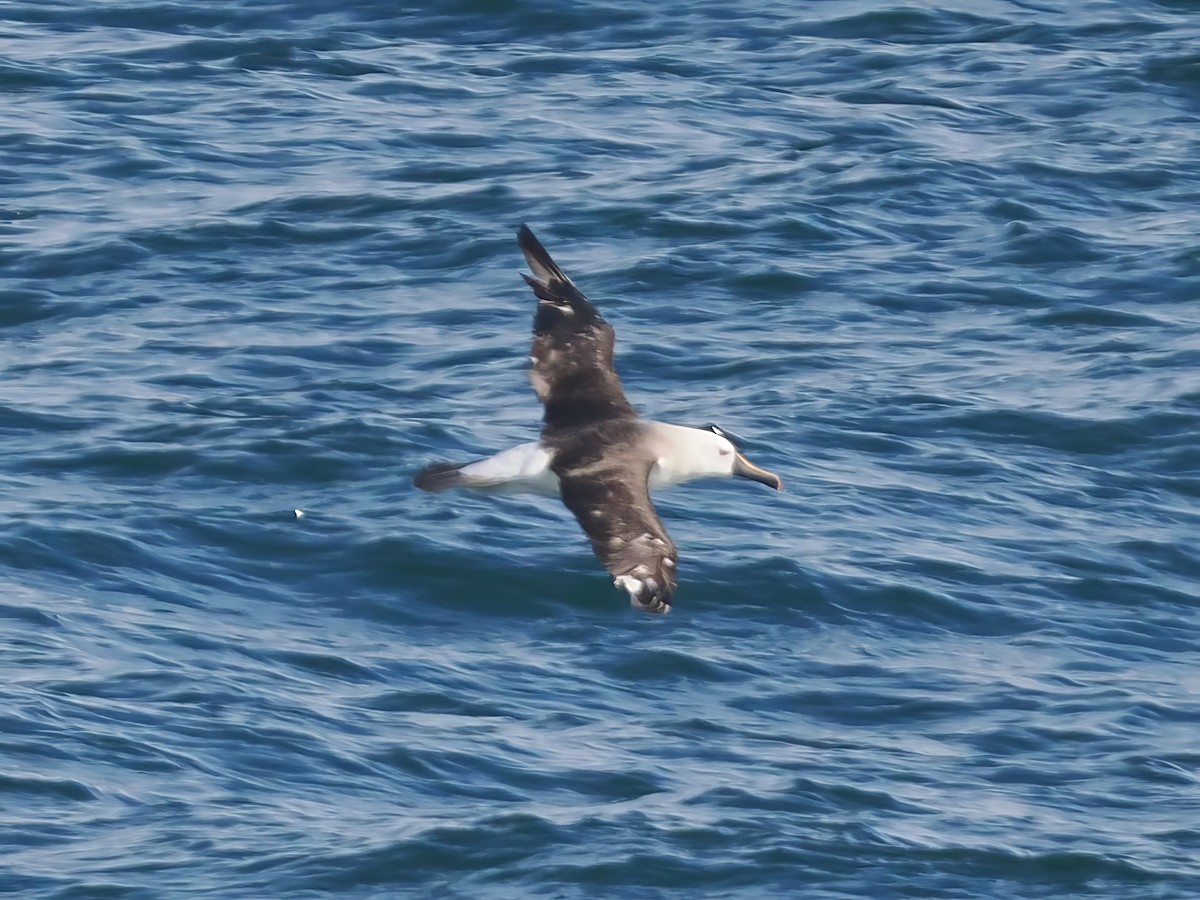 Atlantic Yellow-nosed Albatross - ML631380010