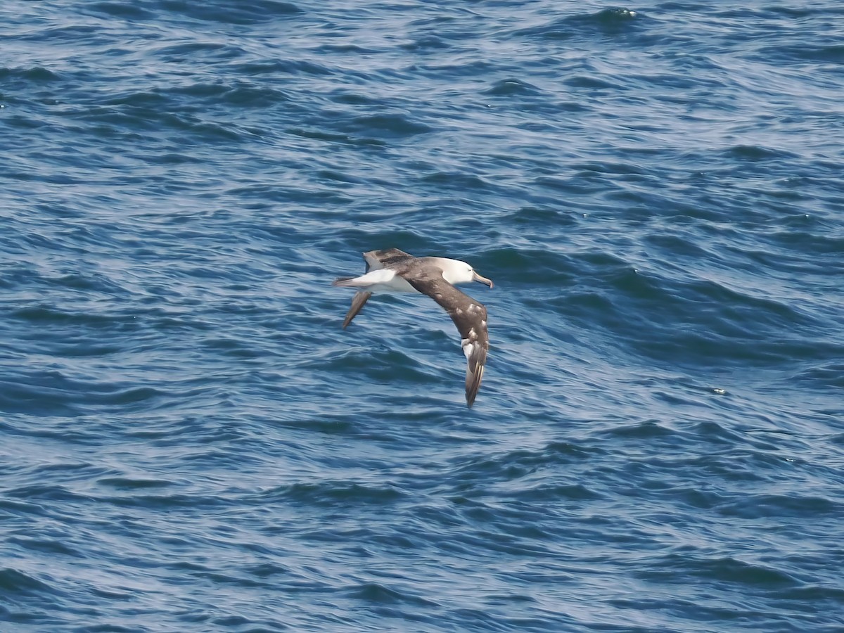 Atlantic Yellow-nosed Albatross - ML631380011