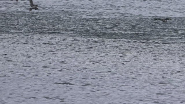 Fluttering Shearwater - ML631380044