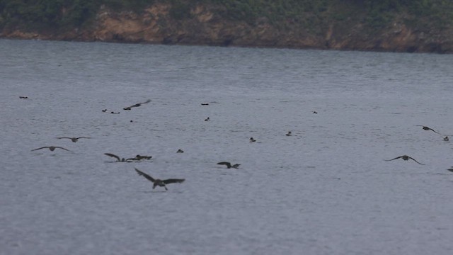 Fluttering Shearwater - ML631380048