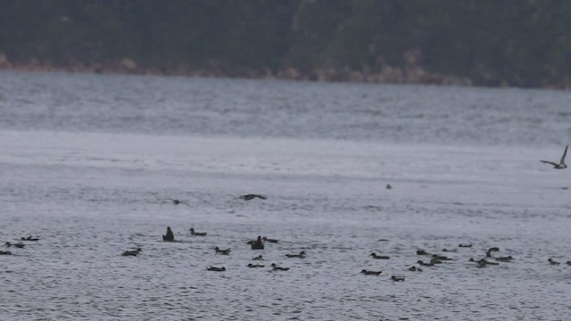 Fluttering Shearwater - ML631380049