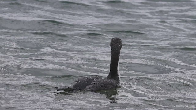 Pied Cormorant - ML631380055