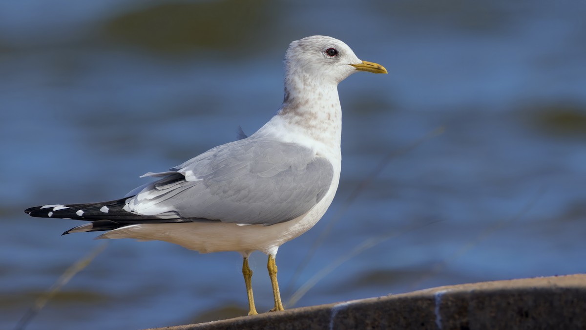 Short-billed Gull - ML631380062