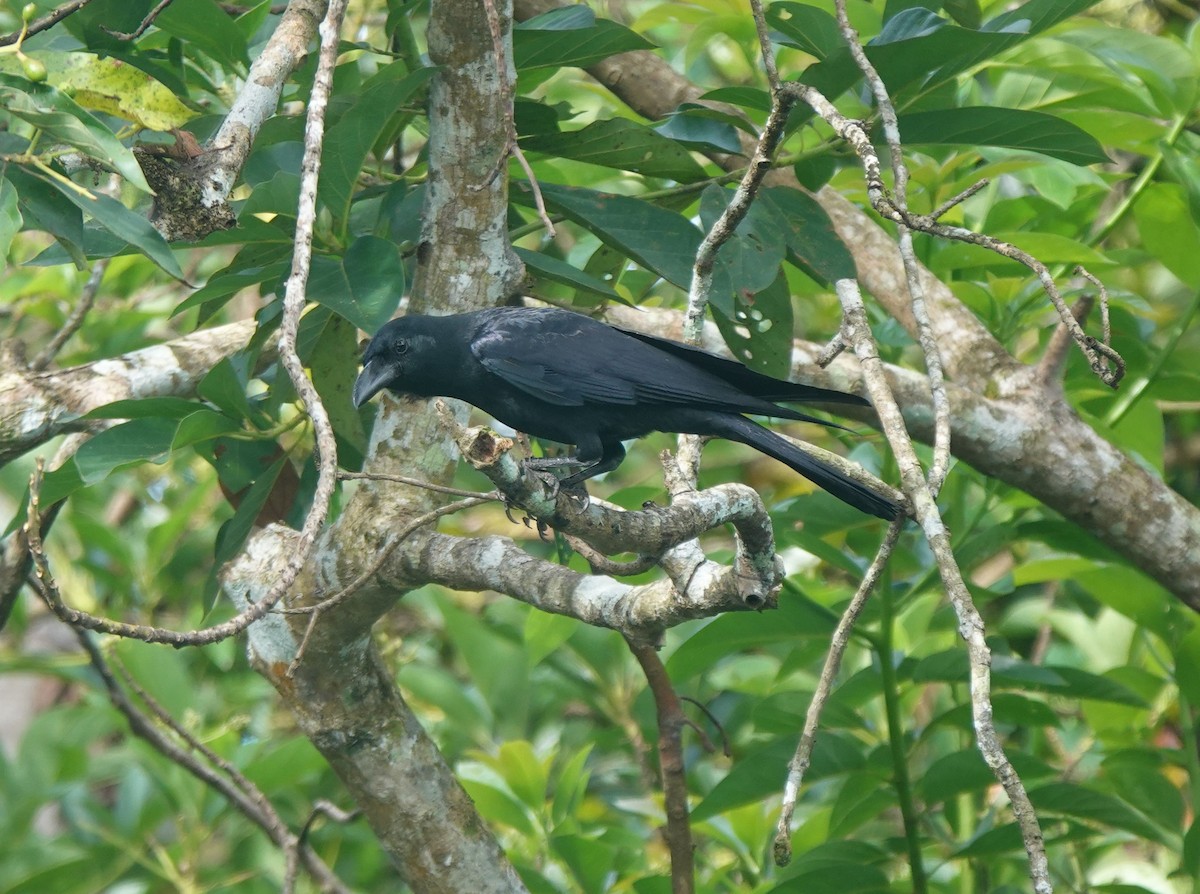Palawan Crow - ML631380096