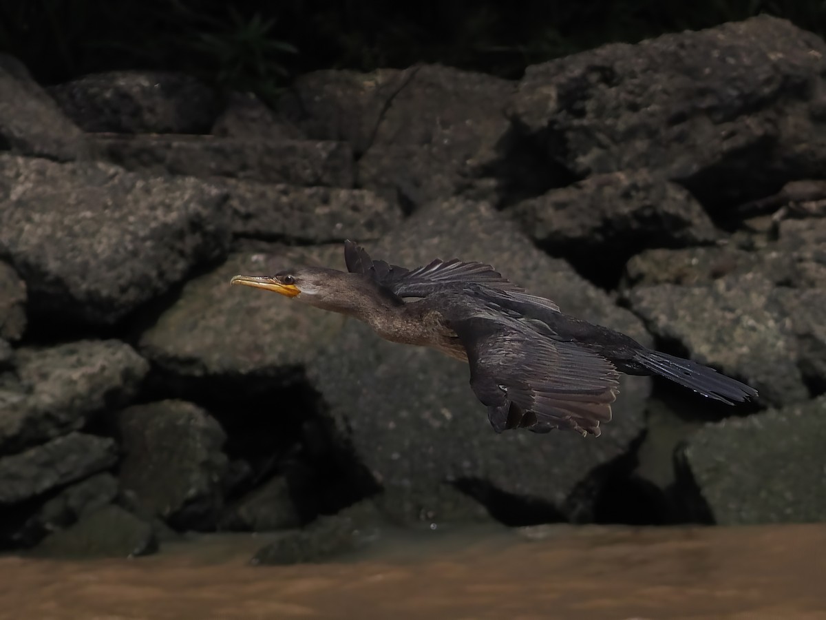 Neotropic Cormorant - ML631380187